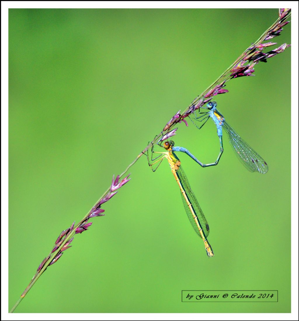 Lestes sponsa